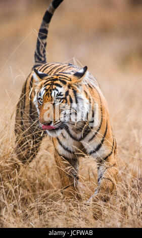 Bengalischer Tiger, der auf Gras im Ranthambore Nationalpark spaziert. Indien. Stockfoto