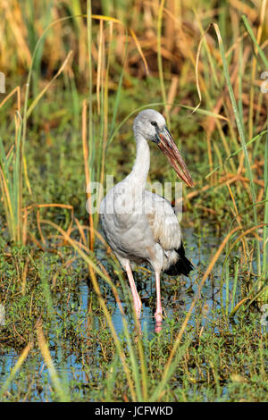 Einzelne asiatischer Openbill (Anastomus Oscitans) in einem Feuchtgebiet See - Sri Lanka waten. Stockfoto