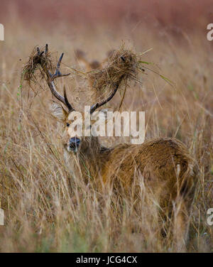 Hirsche mit schönen Hörnern, die in der Wildnis im Gras stehen. Indien. Nationalpark. Stockfoto