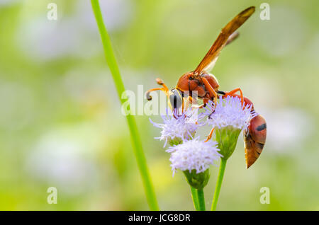 Potter Wespe oder Eumenes Latreilli, räuberische Insekten Nektar genommen in Thailand Essen Stockfoto