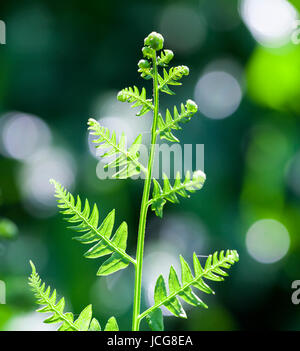 Jungen gemeinsamen Adlerfarn (Pteridium Aqulinium) Stockfoto