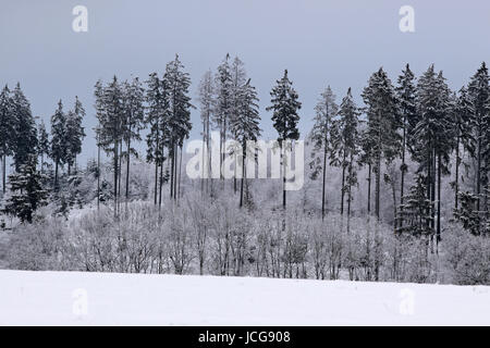 Verschneiter Winterwald Bei Engenhahn Im Taunus, Hessen, Deutschland Stockfoto