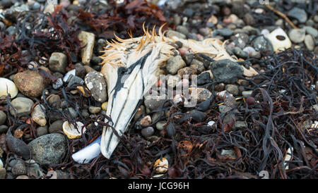 Kopf einer toten Gannet Seevogel an einem Strand in Schottland Stockfoto