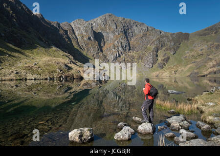 Ein Spaziergänger genießen Sie den Blick über Llyn Cau unterstützt durch Craig Cau, Cadair Idris, Snowdonia National Park, North Wales, UK Stockfoto