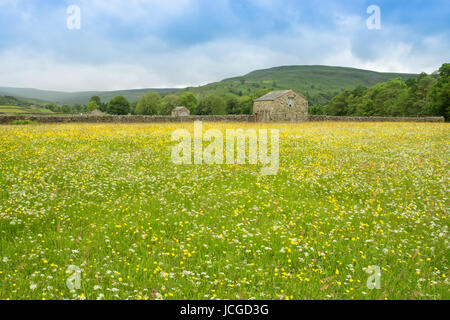 Wildblumenwiesen bei Muker, Swaledale Stockfoto