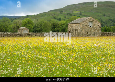 Wildblumenwiesen bei Muker, Swaledale Stockfoto