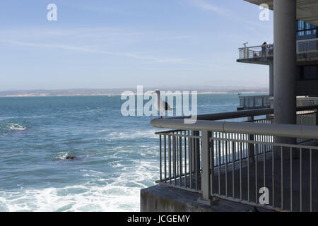 Eine Möwe thront auf einem Zaun in Monterey Stockfoto