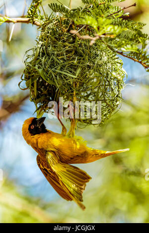 Einzigen männlichen südlichen maskierte Weber (Ploceus Velatus) flattern seine Flügel unter sein Nest, Karoo Nationalpark, Western Cape Südafrika suspendiert. Stockfoto