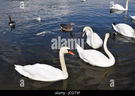 Wellington Arch und Hyde Park 2016 Stockfoto