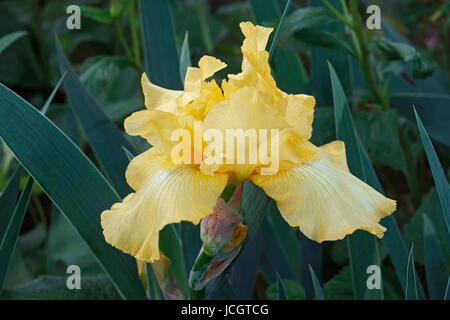 Hoch bärtige Deutsche Schwertlilie (Iris X germanica) Stockfoto