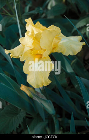 Hoch bärtige Deutsche Schwertlilie (Iris X germanica) Stockfoto
