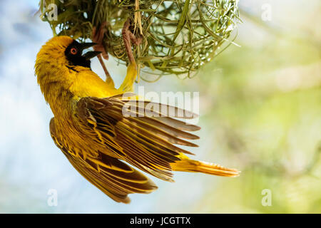 Einzigen männlichen südlichen maskierte Weber (Ploceus Velatus) Vogel Bau sein Nest, hängend und flattern mit die Flügeln, Karoo Nationalpark - Südafrika. Stockfoto