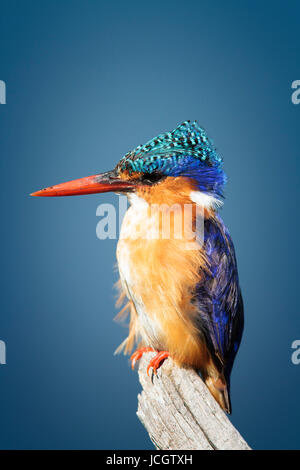 Einzelne Malachit-Eisvogel (Corythornis Cristatus) thront vertikal auf einem Ast Kruger Park - Südafrika Stockfoto