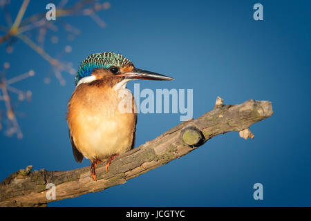 Einzelne bunte juvenile Malachit Kingfisher (Corythornis Cristatus) thront auf einem Ast. Hoedspruit, Limpopo - Südafrika Stockfoto