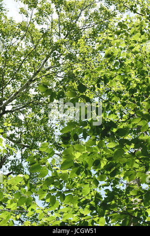 Sonnenschein Dapples grüne Blätter. Stockfoto