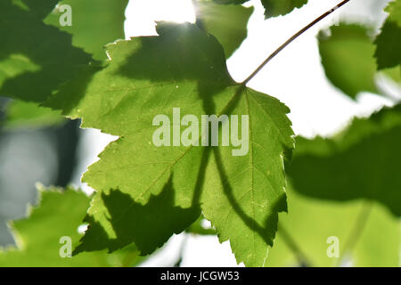 Sonnenschein Dapples grüne Blätter. Stockfoto