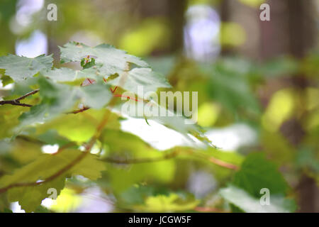 Sonnenschein Dapples grüne Blätter. Stockfoto