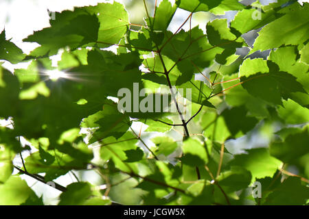 Sonnenschein Dapples grüne Blätter. Stockfoto