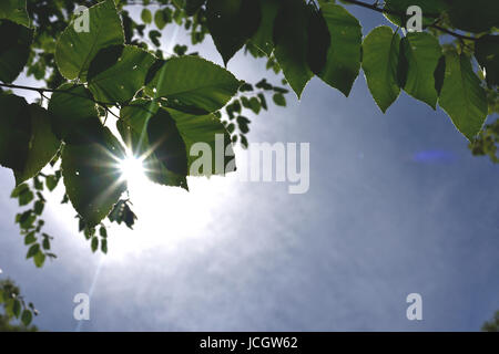 Sonnenschein Dapples grüne Blätter. Stockfoto