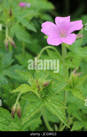 Einzelne rosa Storchschnabel Geranium Blume, Wargrave Pink Geranium Endressi blühen im Sommer auf einem natürlichen grünen Blatt Hintergrund. Stockfoto