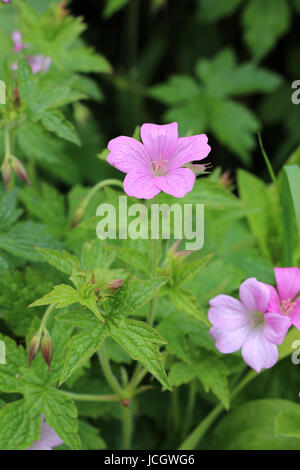 Rosa Storchschnabel Geranium Blumen, Wargrave Pink Geranium Endressi blühen im Sommer auf einem natürlichen grünen Blatt Hintergrund. Stockfoto