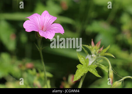 Einzelne rosa Storchschnabel Geranium Blume, Wargrave Pink Geranium Endressi blühen im Sommer auf einem natürlichen grünen Blatt Hintergrund. Stockfoto