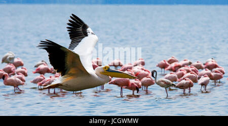 Pelikan fliegt tief über den See. Lake Nakuru. Kenia. Afrika. Stockfoto