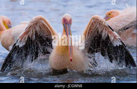 Pelikan schwimmt im Wasser in all dem Sprühnebel. Lake Nakuru. Kenia. Afrika. Stockfoto