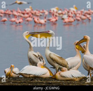 Eine Gruppe von Pelikanen sitzt am Wasserrand. Lake Nakuru. Kenia. Afrika. Stockfoto