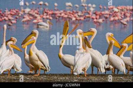 Pelicans auf dem See. Lake Nakuru. Kenia. Afrika. Stockfoto