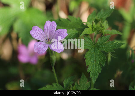 Einzelne rosa Storchschnabel Geranium Blume, Wargrave Pink Geranium Endressi blühen im Sommer auf einem natürlichen grünen Blatt Hintergrund. Stockfoto