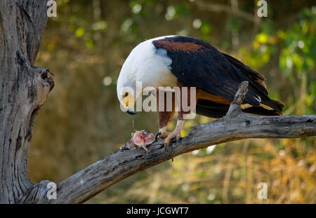 Afrikanische Fischadler sitzt auf einem Ast mit einem Fisch in seinen Klauen. Ost-Afrika. Uganda. Große Abbildung. Stockfoto