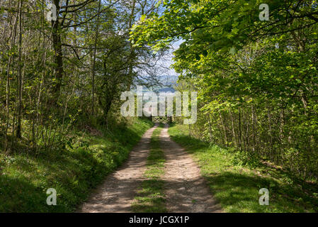 Schattigen Weg durch Studentin Ceunant, einen Wald Vertrauen Wald unter Moel Famau Landschaftspark, Wales. Stockfoto