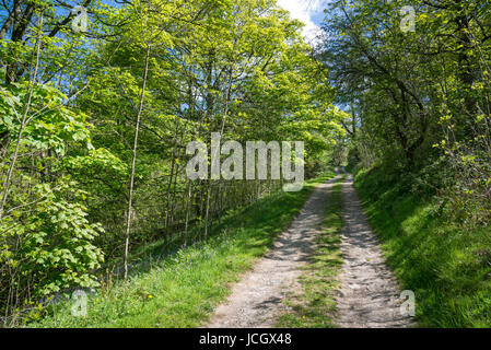 Woodland-Pfad bei Coed Ceunant, ein Wald Vertrauen Lage unterhalb der Moel Famau Country Park in der Nähe von Ruthin, Nordwales. Stockfoto