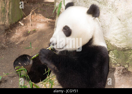 Vom Aussterben bedrohte A Giant Panda entspannt bei der Fütterung auf Bambus Stockfoto