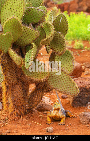 Galapagos Land Iguana sitzt unter Kakteen (Conolophus Subcristatus), North Seymour Insel, Nationalpark Galapagos, Ecuador Stockfoto