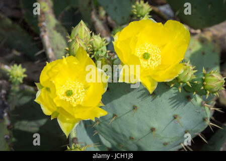 Ein Paar gelbe Stachelkaktus (Opuntia humifusa) Blüten in voller Blüte. Stockfoto