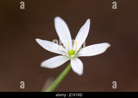 Eine einzige weiße Blume mit sechs Blütenblättern, genannt Stern von Bethlehem. Stockfoto