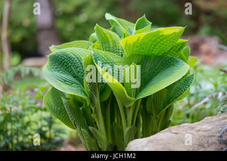 Eine große Hosta, auch als Kochbananen-Lilie bekannt, mit strukturierten Blättern, die im Frühjahr im Garten wachsen. Stockfoto