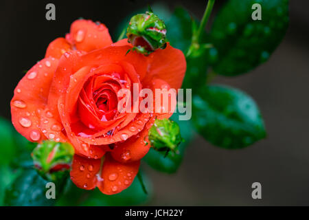 Nahaufnahme einer roten Rose mit Regentropfen Stockfoto