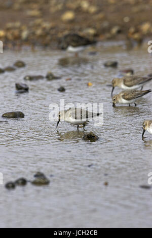 Alpenstrandläufer Calidris Alpina in Küsten-Pool in der Nähe von Salthouse Norfolk England Stockfoto