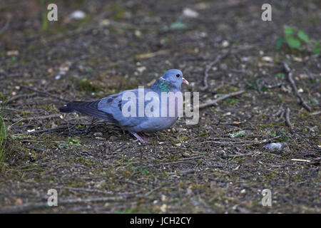 Lager Taube Columba Oenas Blashford in der Nähe von Ringwood Hampshire England Stockfoto