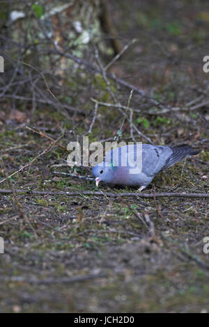 Lager Taube Columba Oenas Blashford in der Nähe von Ringwood Hampshire England Stockfoto