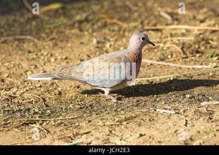 Lachend Taube Streptopelia Senegalensis auf Erden Krüger Nationalpark in Südafrika Stockfoto