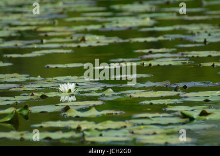 Einzelne Wildwasser Lilie Blume auf einem Teich voller Seerosen. Stockfoto