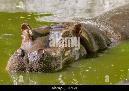 Bild von einem großen Säugetiere eines wilden Tieres, Nilpferd im Wasser Stockfoto