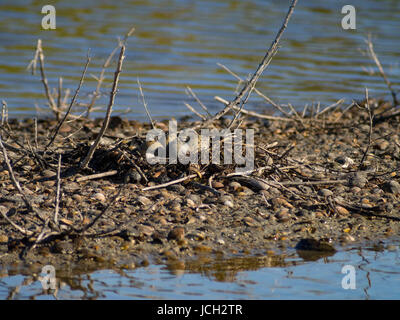 Recurvirostra Avosetta: ein Nest mit 4 Eiern von Wasser umgeben. Ile d'Oleron, Frankreich Stockfoto