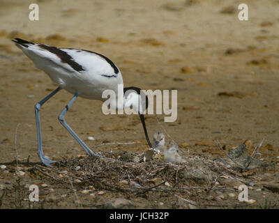 Recurvirostra Avosetta Erwachsenen über sein Nest. In der Nest-Shell von Eiern und Küken. Ile d'Oléron, Frankreich. Stockfoto