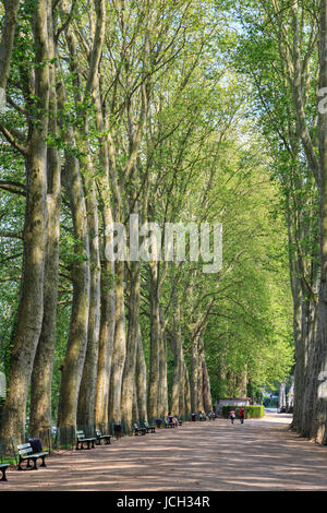 Cher (18), Frankreich, Bourges, le Jardin des Prés-Fichaux, Allée de Hauts Platanes Bordant la Voiselle / / Frankreich, Cher, Bourges, Pres Fichaux Garten, Al Stockfoto