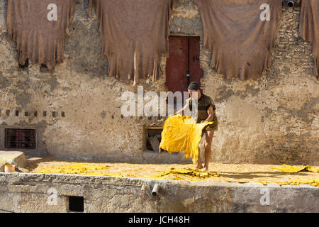 Ein Mann legt eine gefärbte gelbe Ziegenleder zum Trocknen in der marokkanischen Sonne auf dem Dach einer Gerberei in Fez, Marokko. Stockfoto